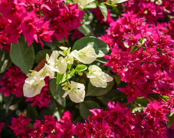 Närbild Blommande Blommor Trädgården — Stockfoto