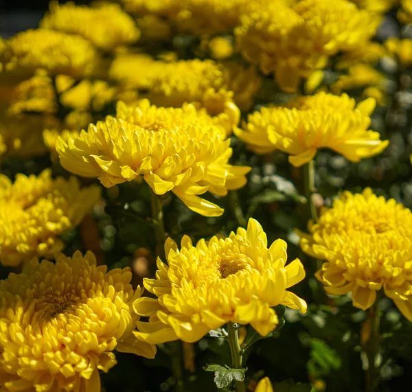 Flores de margarita floreciendo en el parque — Foto de Stock