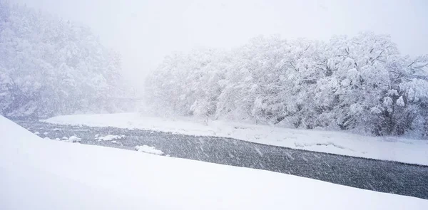 Árboles nevados de invierno y ventisqueros en el bosque — Foto de Stock