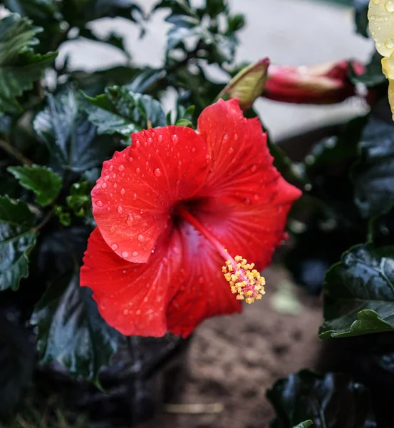 Hibiscus flowers blooming at sunny day — Stock Photo, Image
