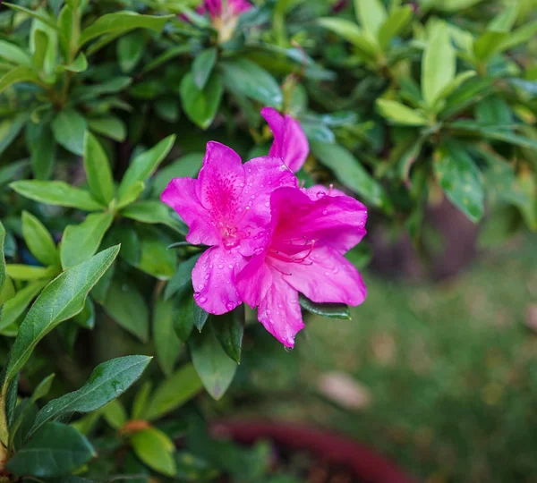 Cespuglio Peonie Rosa Fiorente — Foto Stock