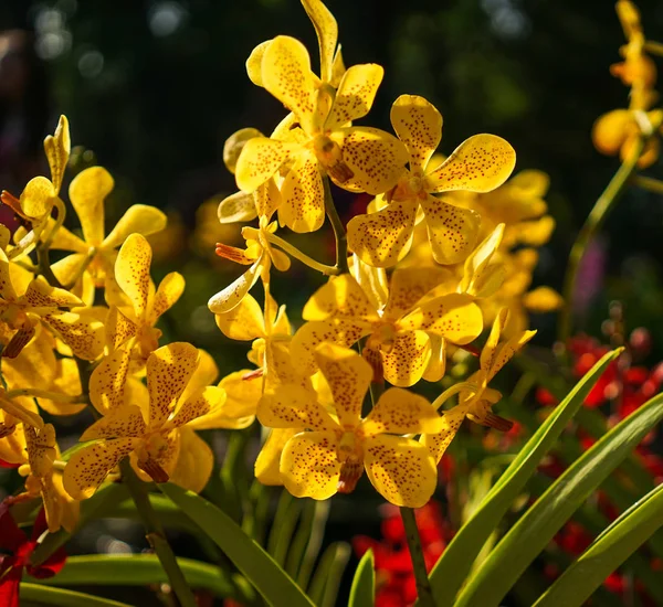 Flores de margarita floreciendo en el parque — Foto de Stock