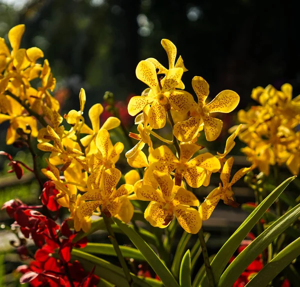 Μαργαρίτα λουλούδια ανθίζουν στο πάρκο — Φωτογραφία Αρχείου