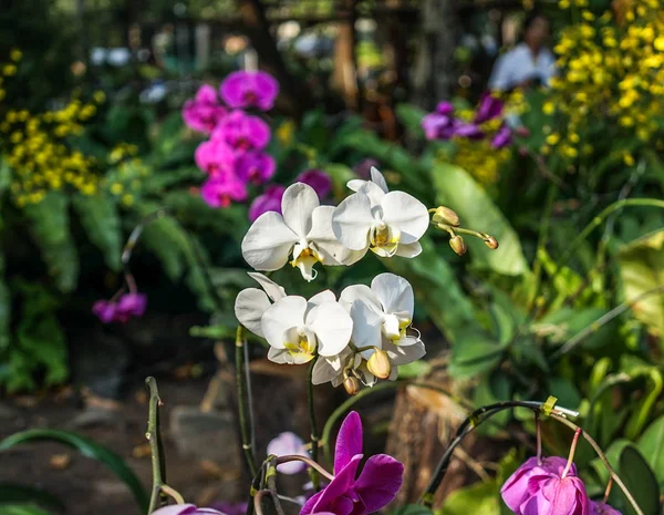 Daisy flori înflorind în parc — Fotografie, imagine de stoc