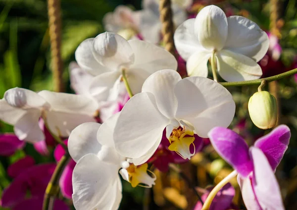 Daisy flori înflorind în parc — Fotografie, imagine de stoc