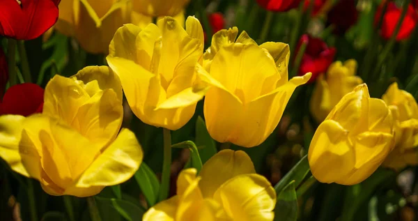 Barevné tulipánové květy kvetoucí ve veřejném parku — Stock fotografie