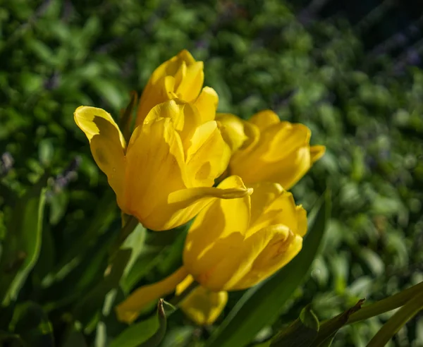 Barevné tulipánové květy kvetoucí ve veřejném parku — Stock fotografie