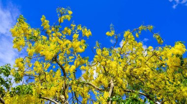 gele bloem van gouden douche (cassia fistula) 