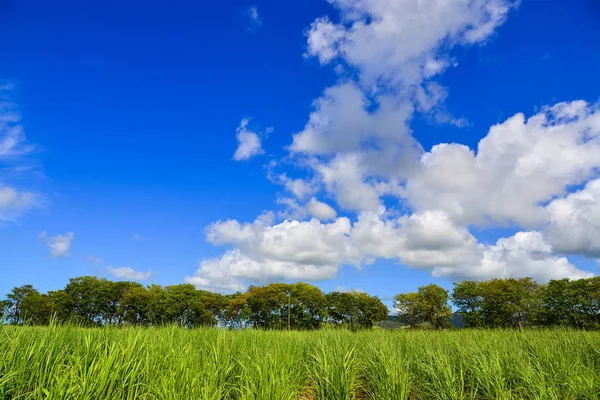Suikerriet veld met blauwe hemel achtergrond — Stockfoto