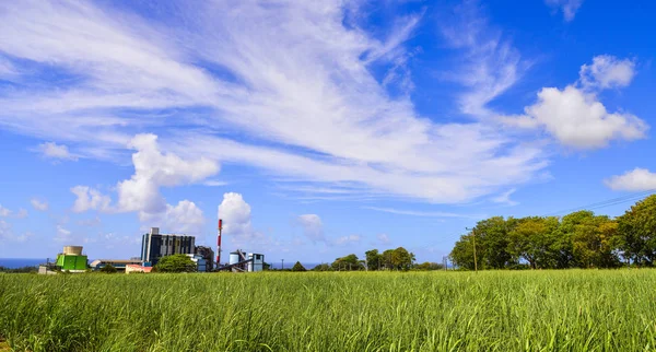 Sugar cane growing in a field with the refinery — Stock Photo, Image