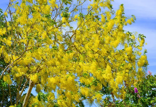 Желтый цветок золотого дождя (Cassia fistula ) — стоковое фото