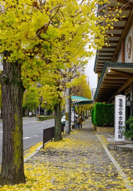 Sonbaharda ginkgo ağaçlarıyla yürüyorum.