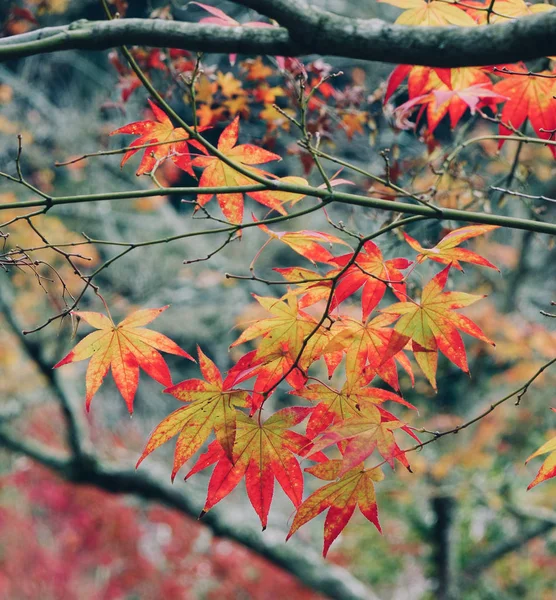 日本京都荒山的秋景 — 图库照片