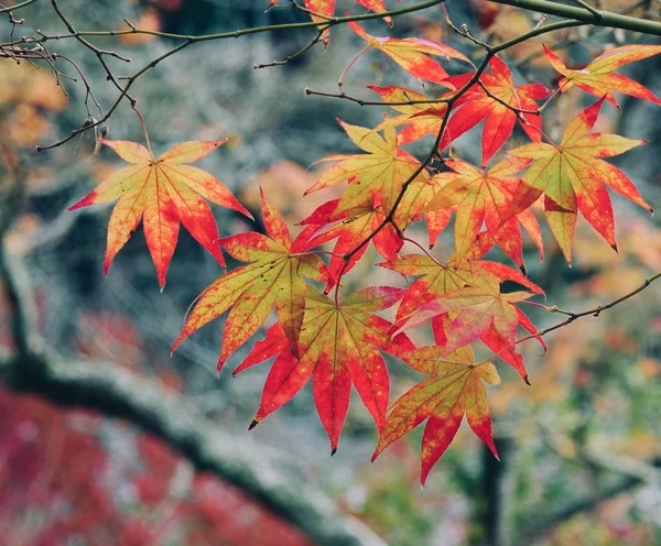 Jesienna sceneria w Arashiyama, Kioto, Japonia — Zdjęcie stockowe