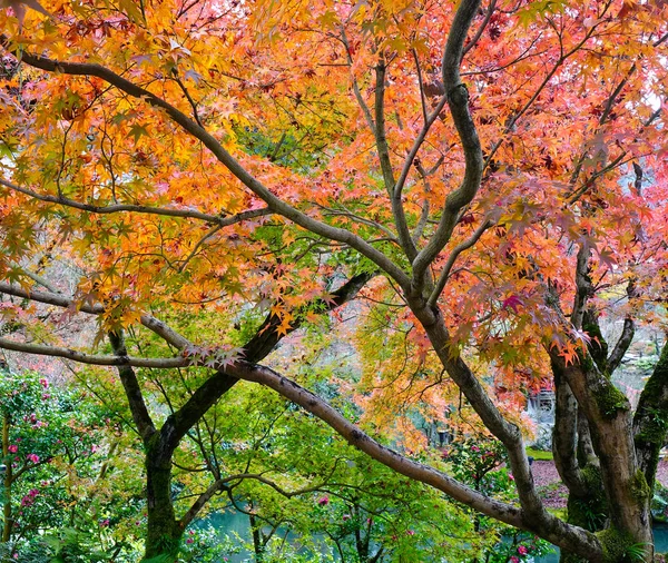 Őszi táj Arashiyama, Kiotó, Japán — Stock Fotó