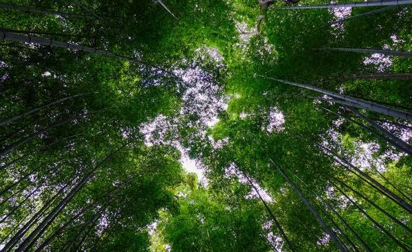 Arashiyama Bambuskogen i Kyoto Japan — Stockfoto