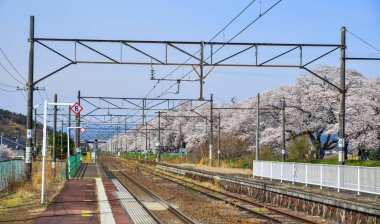 Sakura ile dolu Tohoku treni.