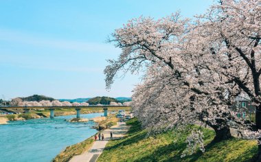 Shiroishi Nehri 'nin nehir kenarındaki parkta kiraz çiçeği.