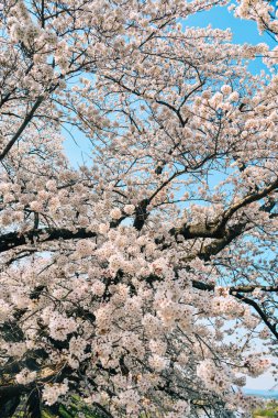 Shiroishi Nehri 'nin nehir kenarındaki parkta kiraz çiçeği.