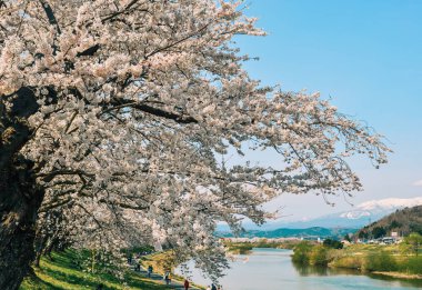 Shiroishi Nehri 'nin nehir kenarındaki parkta kiraz çiçeği.