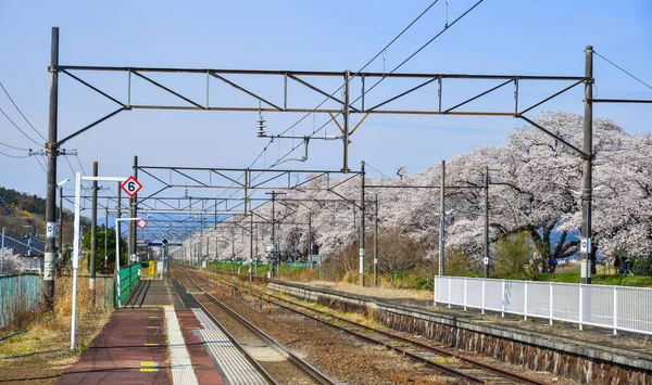 Kereta Tohoku dengan bunga sakura penuh — Stok Foto
