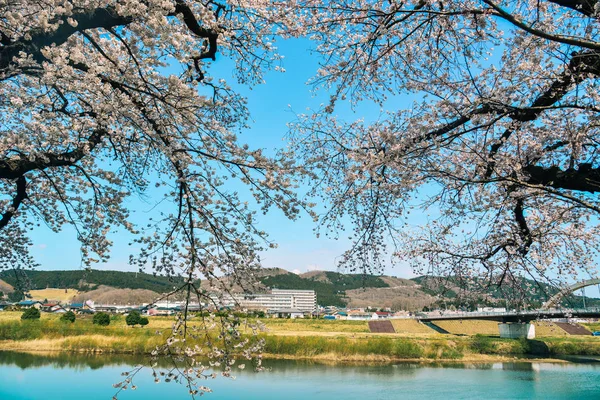 Třešňový květ v říčním parku řeky Shiroishi — Stock fotografie