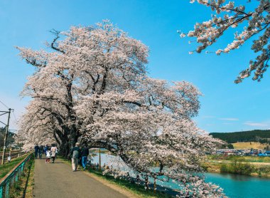 Shiroishi Nehri 'nin nehir kenarındaki parkta kiraz çiçeği.