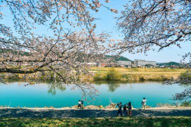 Shiroishi Nehri 'nin nehir kenarındaki parkta kiraz çiçeği.
