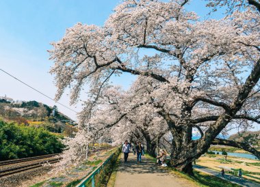 Shiroishi Nehri 'nin nehir kenarındaki parkta kiraz çiçeği.