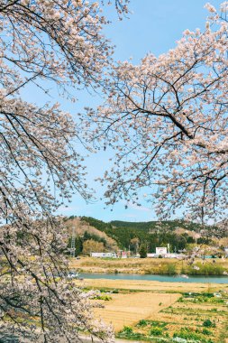 Shiroishi Nehri 'nin nehir kenarındaki parkta kiraz çiçeği.