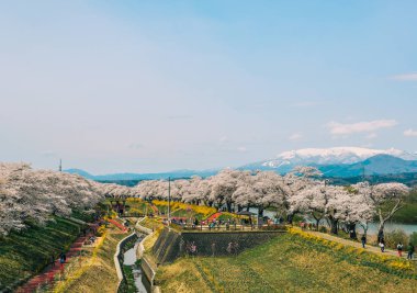 Shiroishi Nehri 'nin nehir kenarındaki parkta kiraz çiçeği.