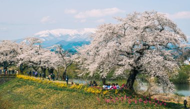 Shiroishi Nehri 'nin nehir kenarındaki parkta kiraz çiçeği.