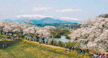 Shiroishi Nehri 'nin nehir kenarındaki parkta kiraz çiçeği.