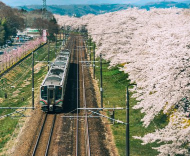 Sakura ile dolu Tohoku treni.