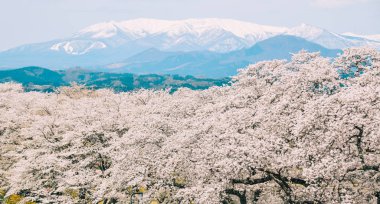 Shiroishi Nehri 'nin nehir kenarındaki parkta kiraz çiçeği.