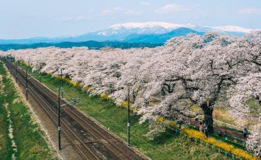 Shiroishi Nehri 'nin nehir kenarındaki parkta kiraz çiçeği.