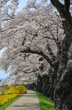 Shiroishi Nehri 'nin nehir kenarındaki parkta kiraz çiçeği.