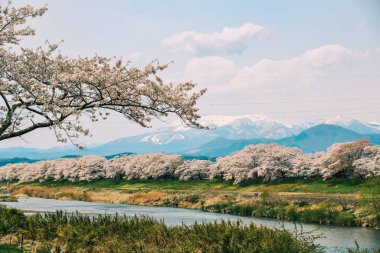 Shiroishi Nehri 'nin nehir kenarındaki parkta kiraz çiçeği.