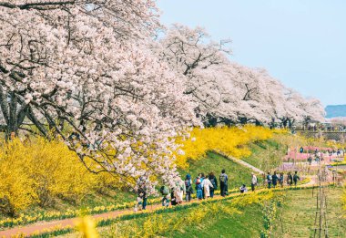 Shiroishi Nehri 'nin nehir kenarındaki parkta kiraz çiçeği.
