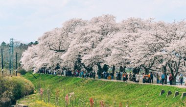 Shiroishi Nehri 'nin nehir kenarındaki parkta kiraz çiçeği.