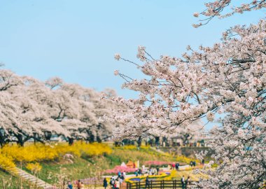 Shiroishi Nehri 'nin nehir kenarındaki parkta kiraz çiçeği.