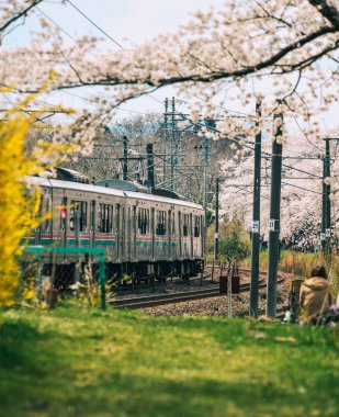 Sakura ile dolu Tohoku treni.