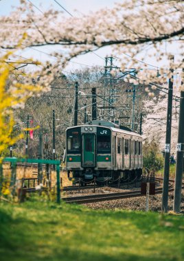 Sakura ile dolu Tohoku treni.