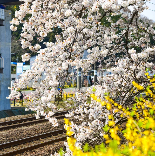 Flor de cerezo en el parque ribereño del río Shiroishi — Foto de Stock