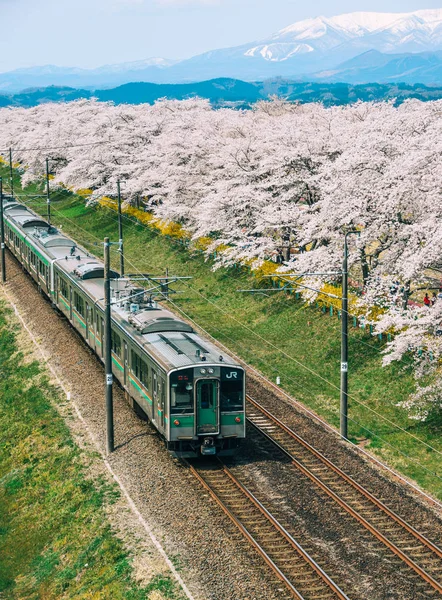 盛开藏红花的东北地区列车 — 图库照片