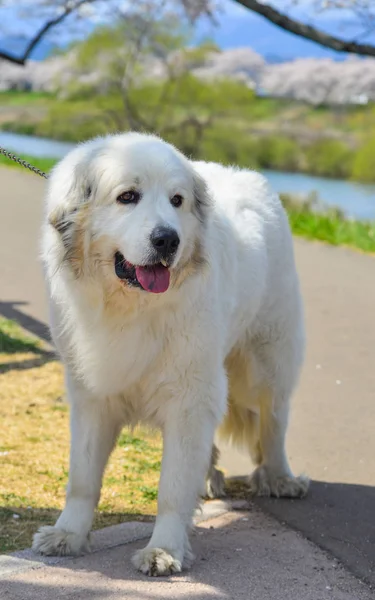 Hübscher Hundespaziergang im Park — Stockfoto
