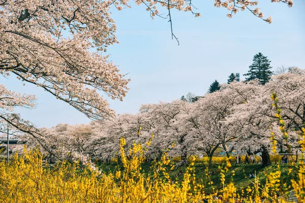 Kwiat wiśni w parku nad brzegiem rzeki Shiroishi — Zdjęcie stockowe