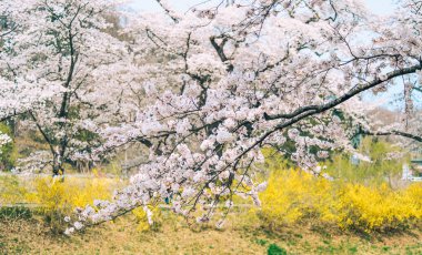 Shiroishi Nehri 'nin nehir kenarındaki parkta kiraz çiçeği.