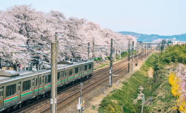 Sakura ile dolu Tohoku treni.