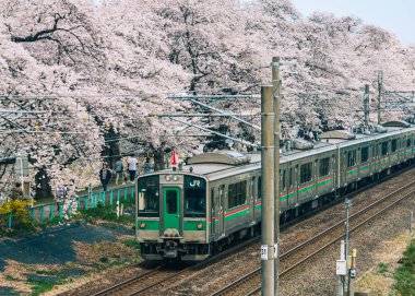 Sakura ile dolu Tohoku treni.
